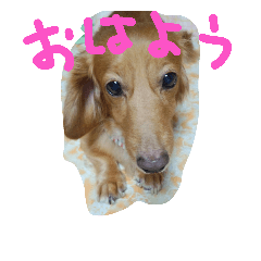 [LINEスタンプ] king-boku