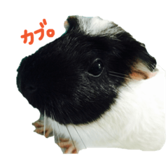 [LINEスタンプ] モルモットのカブちゃん