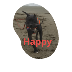 [LINEスタンプ] American Pitbull