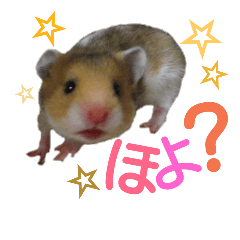 [LINEスタンプ] 子供のハムスター