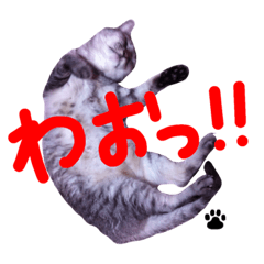 [LINEスタンプ] いしもとねこ