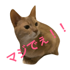 [LINEスタンプ] アビのシャイちゃん