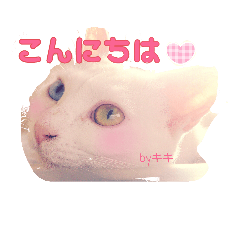 [LINEスタンプ] 猫たちのつぶやき