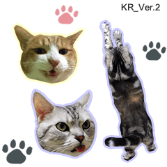 [LINEスタンプ] 3匹の猫の写真スタンプ韓国語Ver.2の画像（メイン）