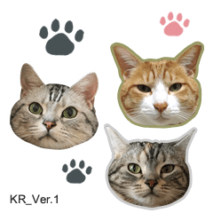 [LINEスタンプ] 3匹の猫の写真スタンプ韓国語Ver.1の画像（メイン）