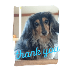 [LINEスタンプ] 犬派 