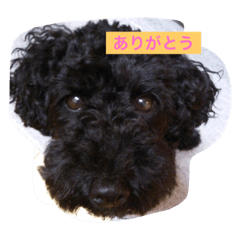 [LINEスタンプ] ジャックとすず太 