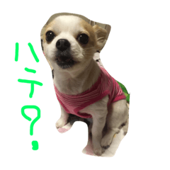 [LINEスタンプ] チワワのパンナちゃん 