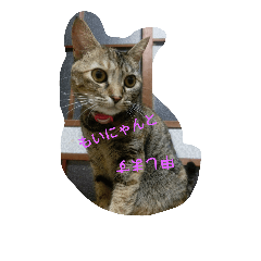 [LINEスタンプ] もいにゃですぅ