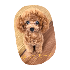 [LINEスタンプ] C-UTE  ROCON