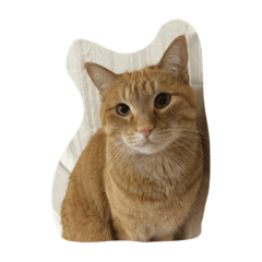 [LINEスタンプ] うちのことらねこ‼︎