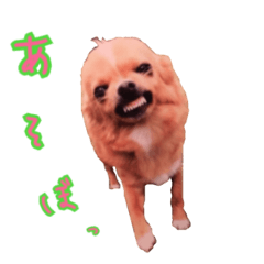 [LINEスタンプ] wnp わんわん2