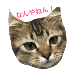 [LINEスタンプ] 関西猫ちゃん 