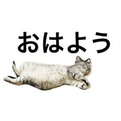 [LINEスタンプ] きたむらみゅう 