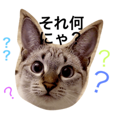 [LINEスタンプ] 猫の目は口ほどに物申す