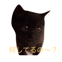 [LINEスタンプ] 黒猫ハニくん2