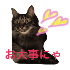 [LINEスタンプ] キジトラlove
