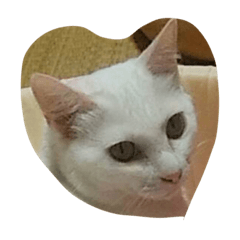 [LINEスタンプ] ♡白猫ひよりの小春日和♡の画像（メイン）