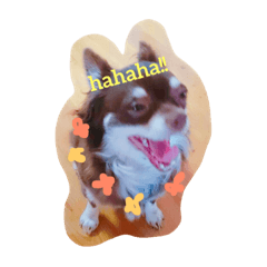 [LINEスタンプ] ぽっちゃりチワワ小豆ちゃん