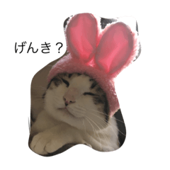 [LINEスタンプ] ネコ1ダース