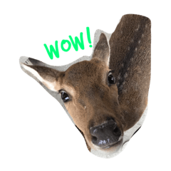 [LINEスタンプ] Wow Look at me？