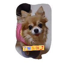 [LINEスタンプ] こりちゃん