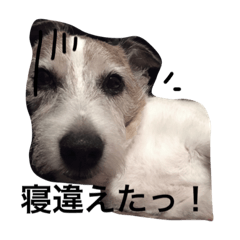 [LINEスタンプ] 毎日がジャックラッセルテリアでいっぱい！