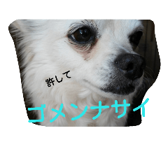 [LINEスタンプ] かわいいコロ