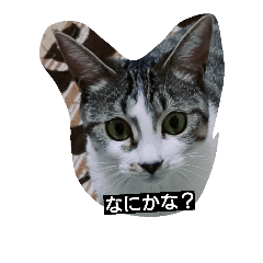 [LINEスタンプ] Maycat