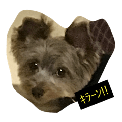 [LINEスタンプ] ヨークシャーテリア 可愛い