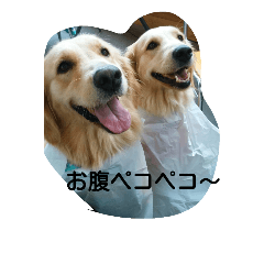 [LINEスタンプ] 犬バカゴールデンレトリーバー日常編