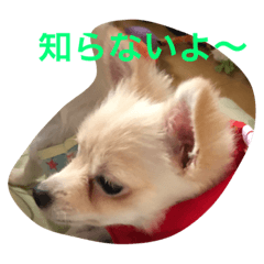 [LINEスタンプ] 犬 's 2