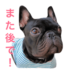 [LINEスタンプ] ロコ、ブル、トラ3