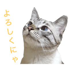 [LINEスタンプ] チャーミングにゃんこ ルナ