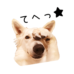 [LINEスタンプ] ホワイトスイスシェパード☆ノアっち ver.1