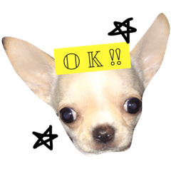 [LINEスタンプ] ブサカワ系チワワ パティ