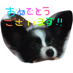 [LINEスタンプ] 黒パピヨン3