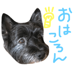 [LINEスタンプ] ケアンテリアのコロンくん