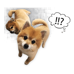 [LINEスタンプ] Google＆Yahoo Messy dog