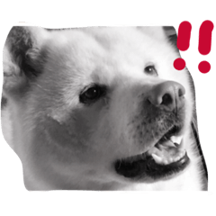 [LINEスタンプ] 大雅秋田犬