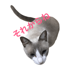 [LINEスタンプ] 変猫 2