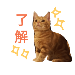 [LINEスタンプ] マンチカンのLuna＆Leo2