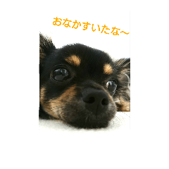 かわいいチワワちゃん