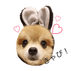 [LINEスタンプ] ポメラニアンのトイ