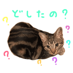 [LINEスタンプ] 立ち耳スコ るいたん