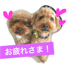 [LINEスタンプ] トイプー三兄弟
