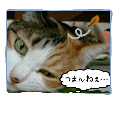 [LINEスタンプ] Cat is See