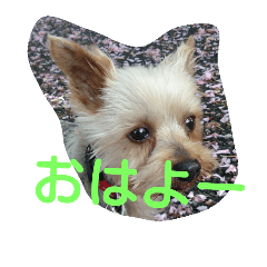 [LINEスタンプ] momo  vol.3