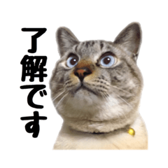 [LINEスタンプ] おとなしいねこ