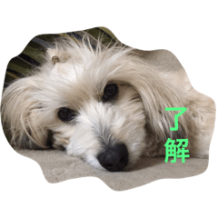[LINEスタンプ] チェロとビオラ
